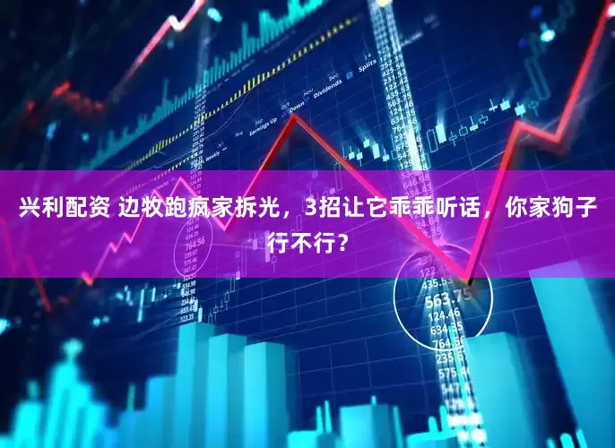 兴利配资 边牧跑疯家拆光，3招让它乖乖听话，你家狗子行不行？