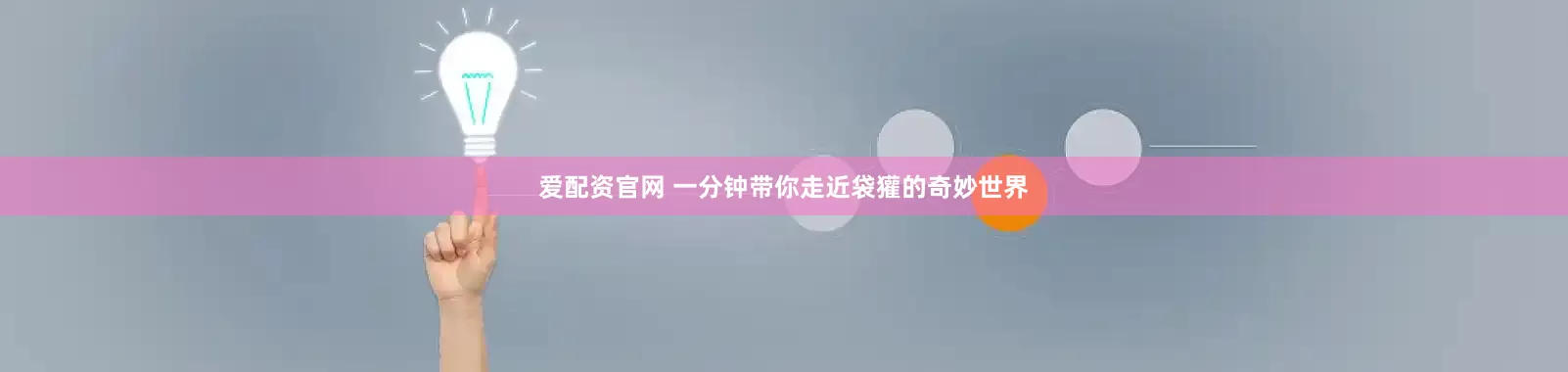 爱配资官网 一分钟带你走近袋獾的奇妙世界